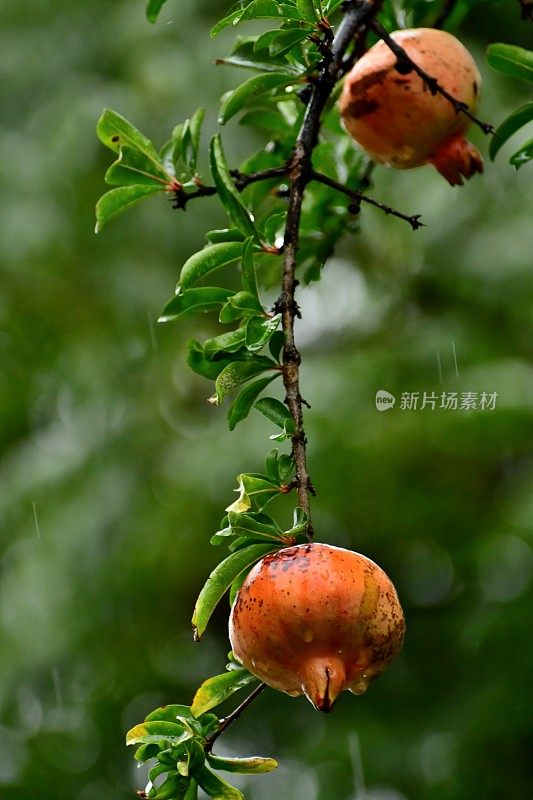 水果植物:石榴/石榴